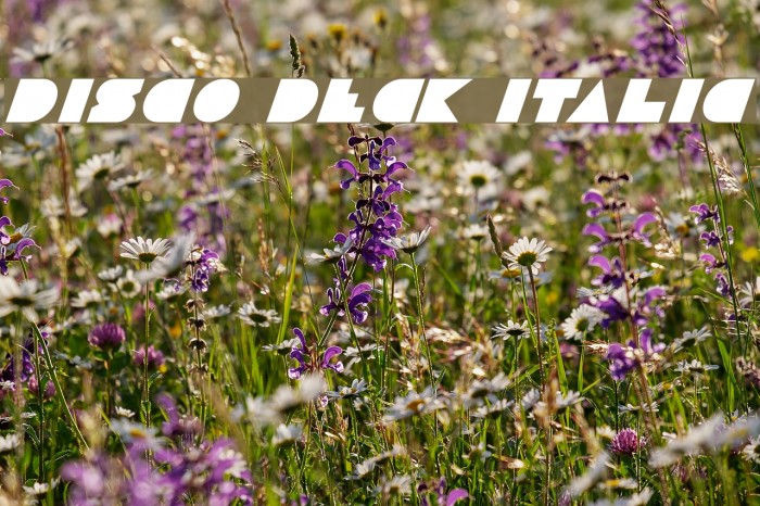 Disco Deck Italic Font examples