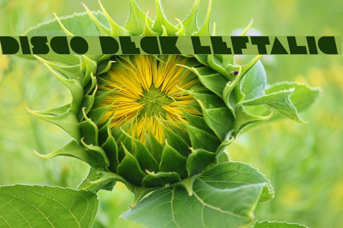 Disco Deck Leftalic Font examples