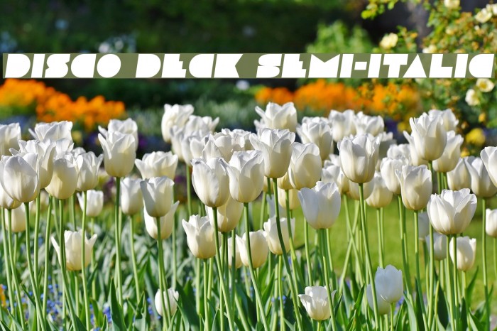 Disco Deck Semi-Italic Example 1