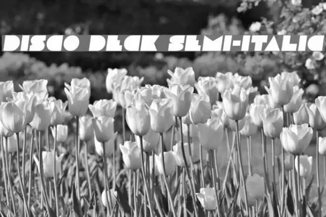 Disco Deck Semi-Italic Font examples