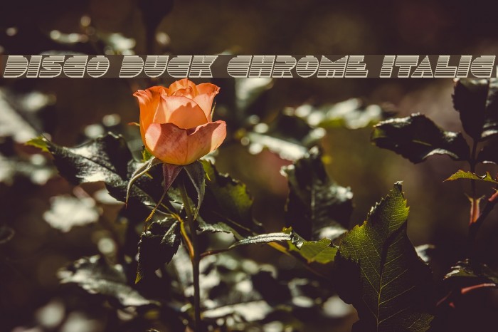 Disco Duck Chrome Italic Font examples