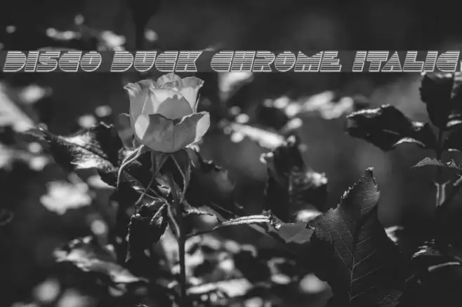 Disco Duck Chrome Italic Example 3