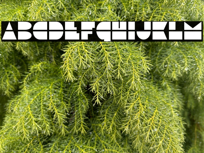 Disco Duck Condensed Example 1