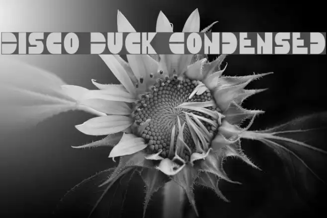 Disco Duck Condensed Example 1