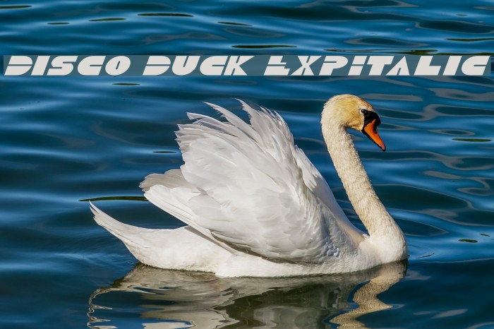 Disco Duck ExpItalic Font examples
