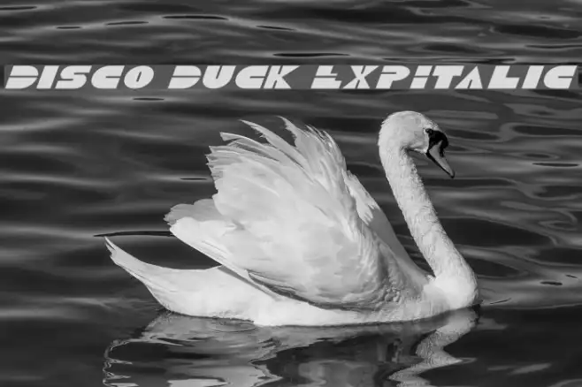 Disco Duck ExpItalic Example 1