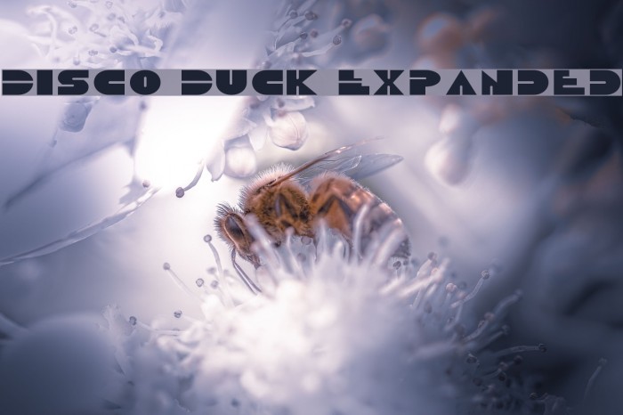 Disco Duck Expanded Font examples