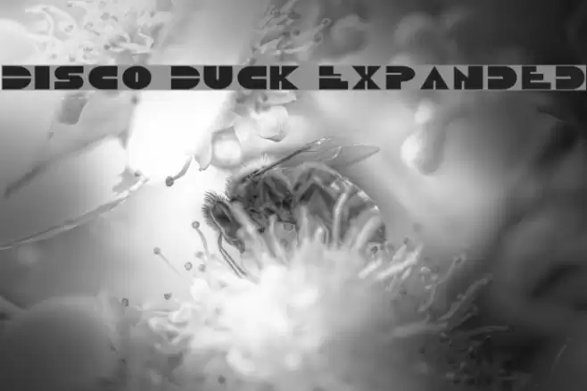 Disco Duck Expanded Schriftart examples