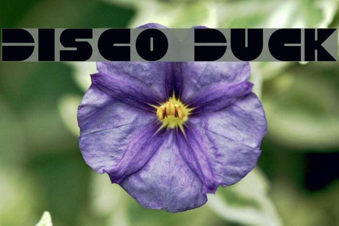 Disco Duck Example 2
