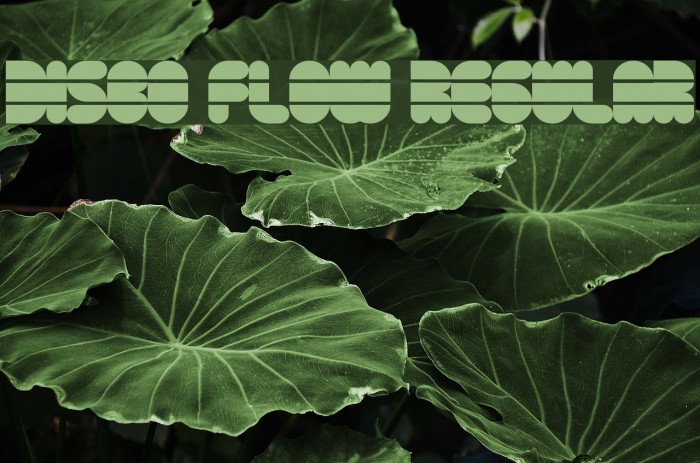 Disco Flow Regular Font examples