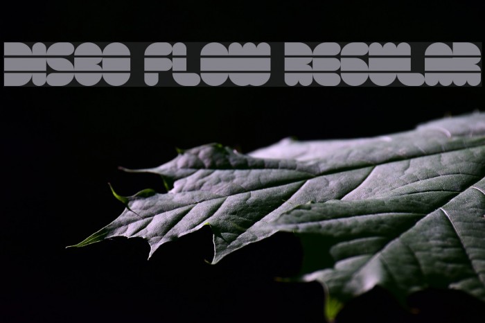Disco Flow Regular Font examples