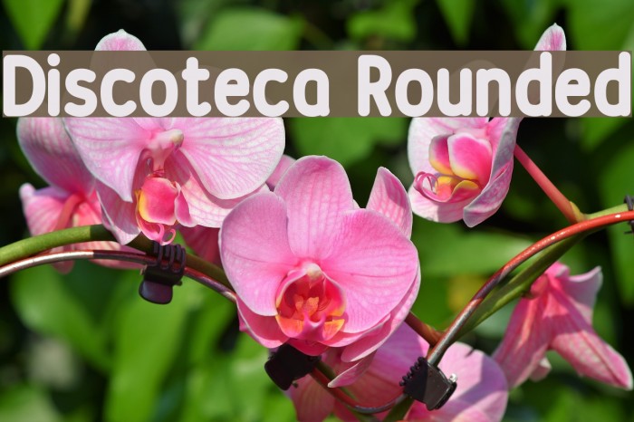 Discoteca Rounded Font examples