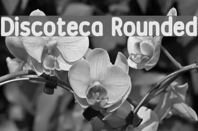 Discoteca Rounded फ़ॉन्ट examples