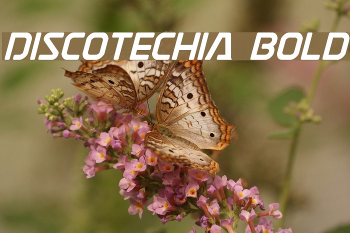 Discotechia Bold Font examples