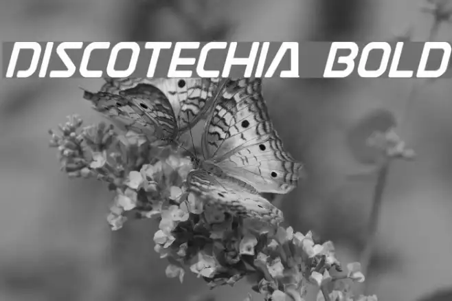 Discotechia Bold Example 1