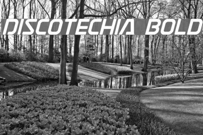 Discotechia Bold Example 3