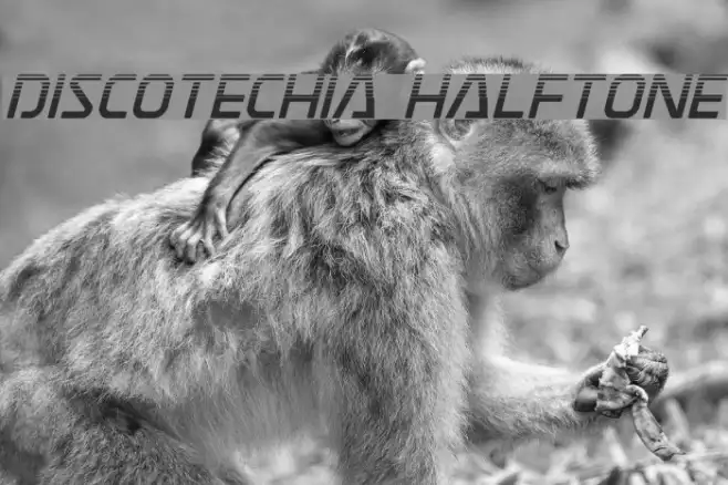 Discotechia Halftone Example 3