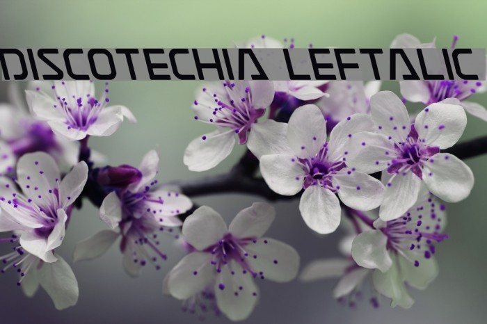 Discotechia Leftalic Font examples