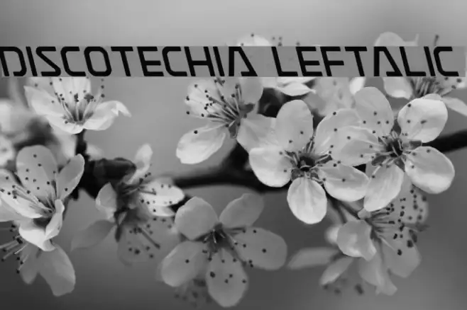 Discotechia Leftalic Example 2