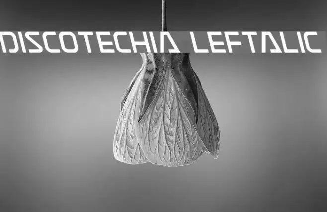 Discotechia Leftalic Example 3