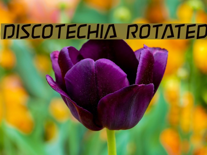 Discotechia Rotated Font examples