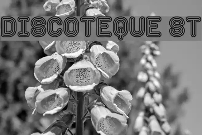 Discoteque St Font examples