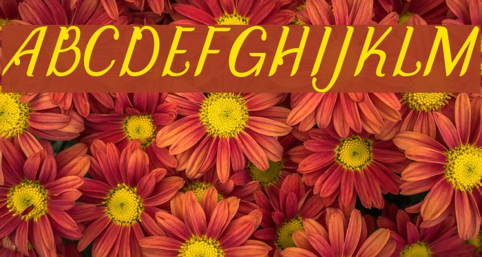 DisguiseDisplaySans-Italic Example 1