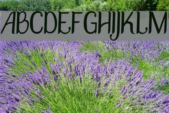 DisguiseSlimSans Font examples