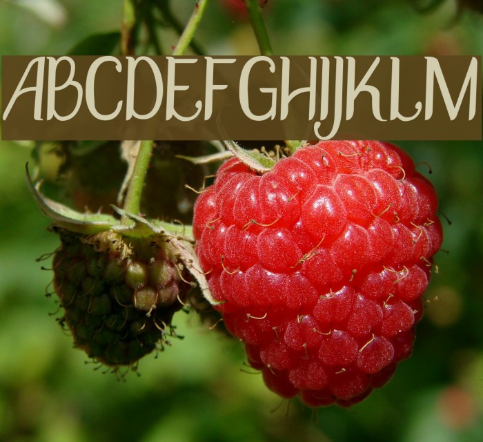 DisguiseSlimSans Font examples