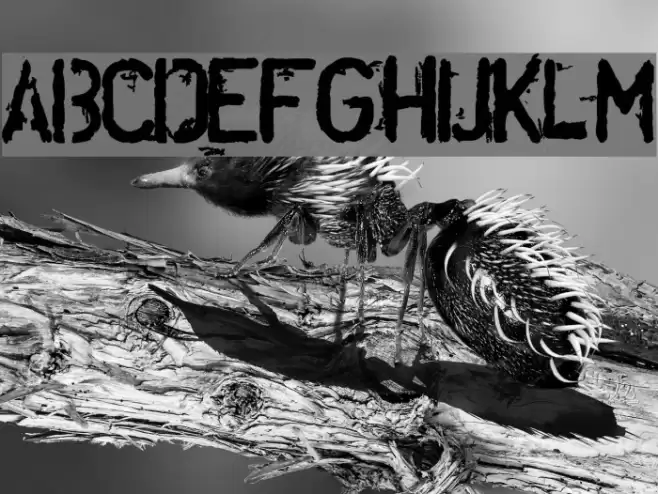 DisorderedBold フォント examples