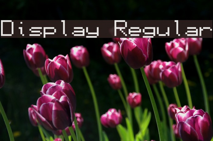 Display Regular Font examples