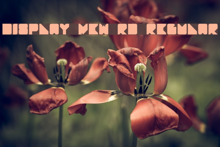 Display new RD Regular Font examples