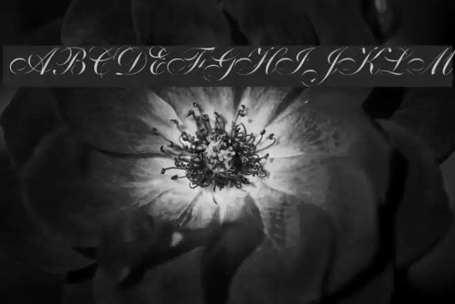 Distemper Font examples