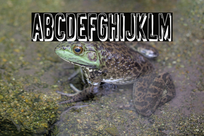 Distopia Genital Example 3