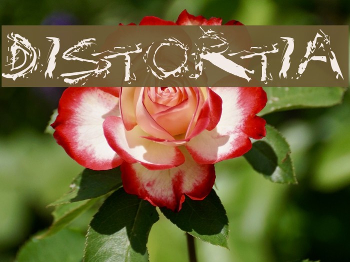 Distortia Font examples