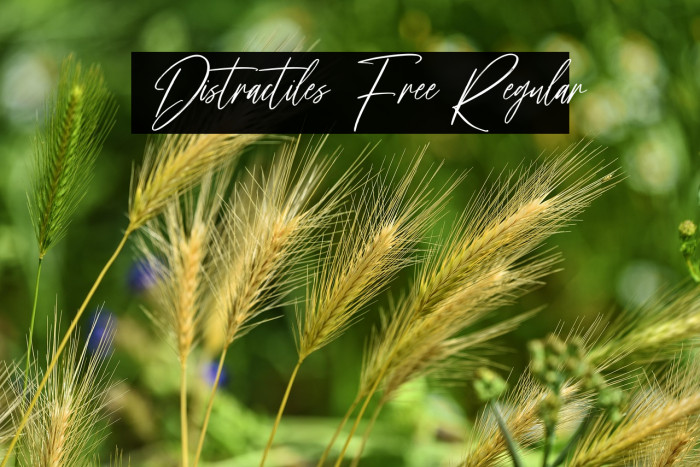 Distractiles Free Regular Example 1