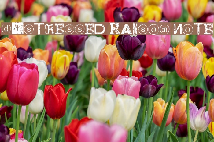 Distressed Ransom Note フォント examples