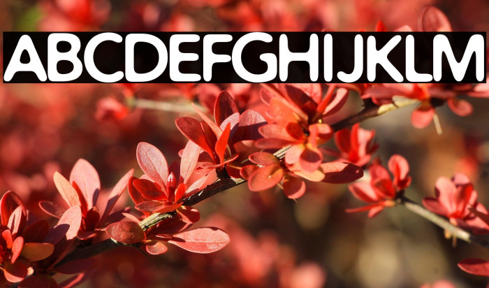 Distro Bold Example 2