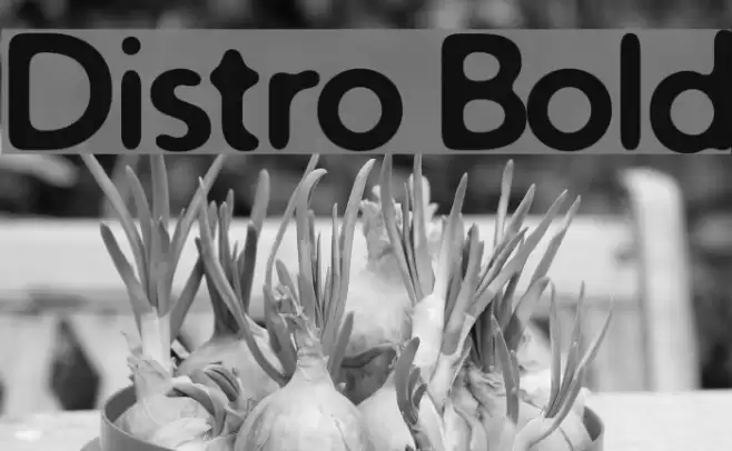 Distro Bold フォント examples