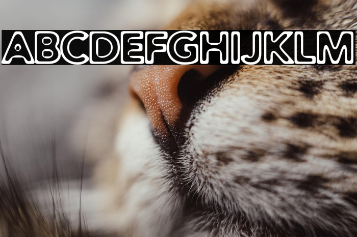 Distro Toast Example 1