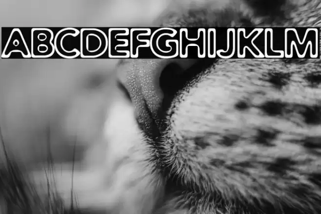 Distro Toast Font examples