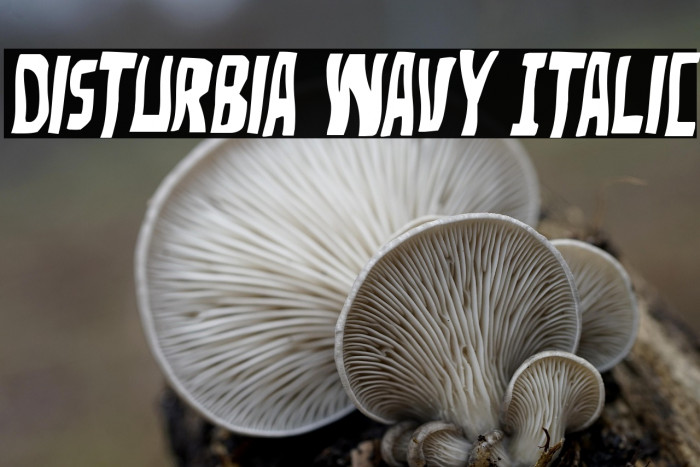 Disturbia Wavy Italic Example 1