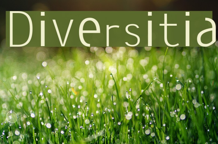 Diversitia Font examples
