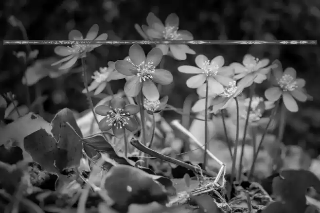 DividersTwo Font examples