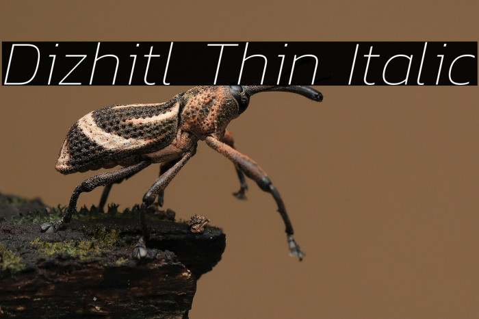 Dizhitl Thin Italic Example 3