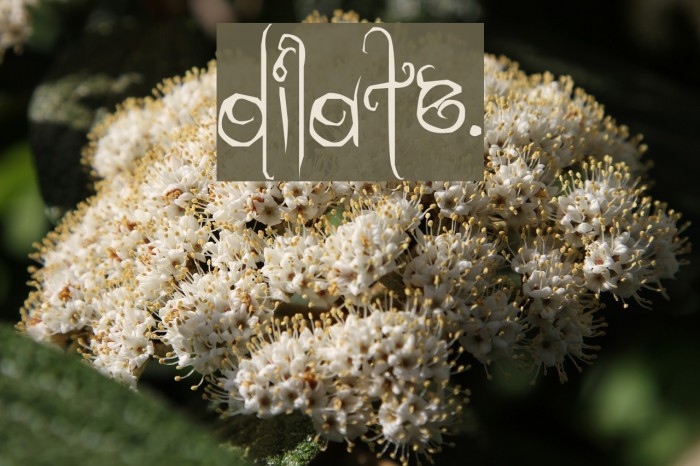 dilate. Font examples