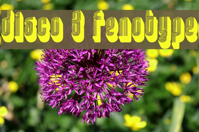 disco 3 fenotype Font examples