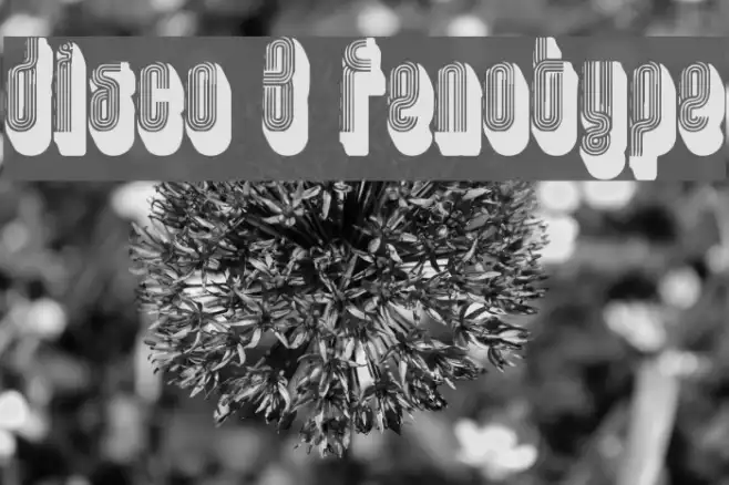 disco 3 fenotype Example 1