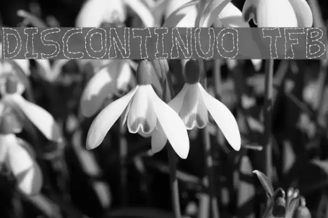 discontinuo tfb Font examples