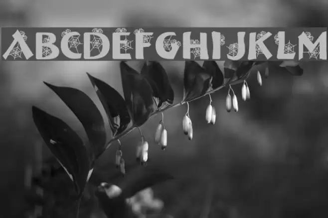 DJ Web Fonte examples